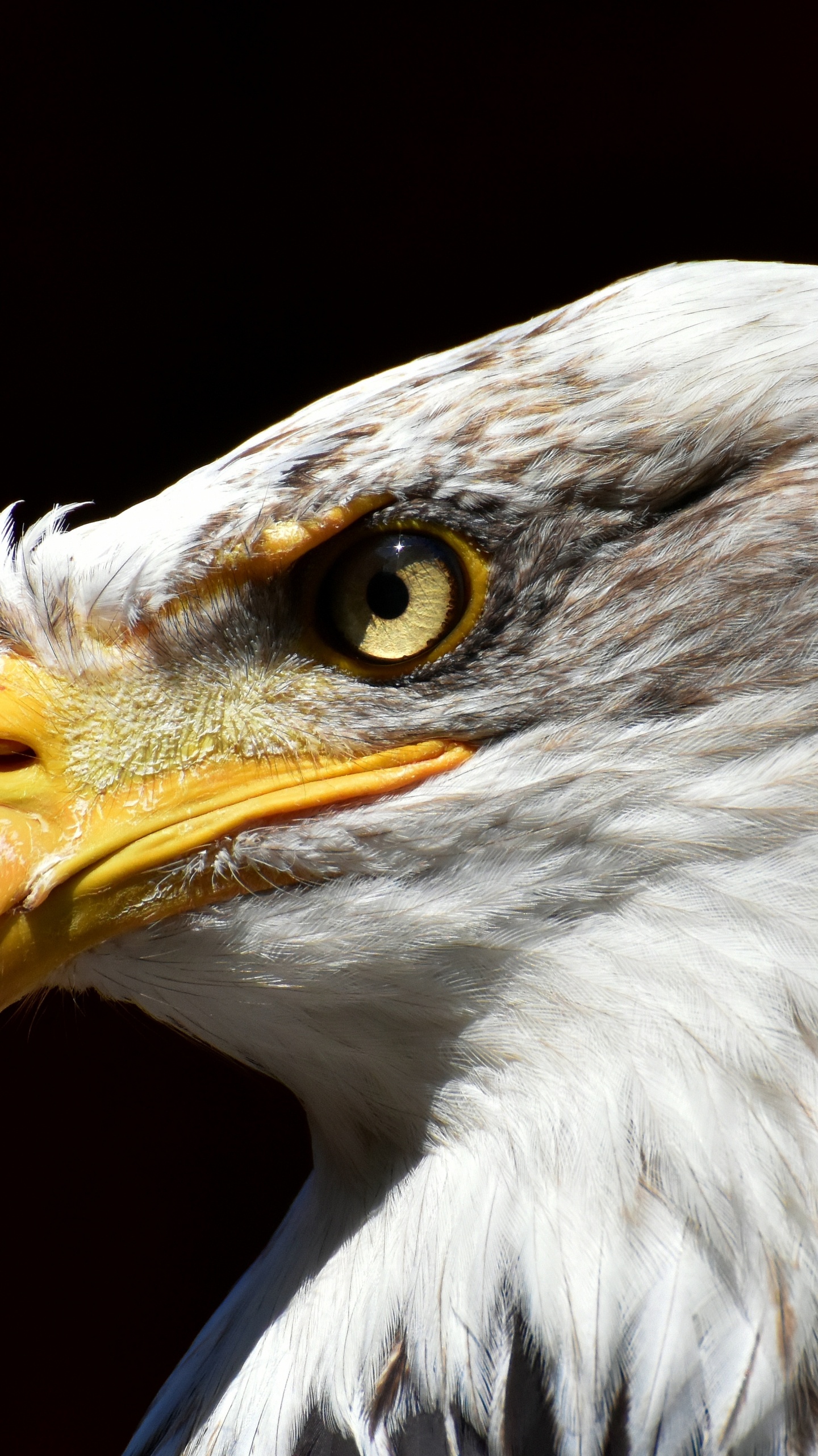 Обои белоголовый Орлан, Орел, птица, хищная птица, клюв в разрешении 1440x2560