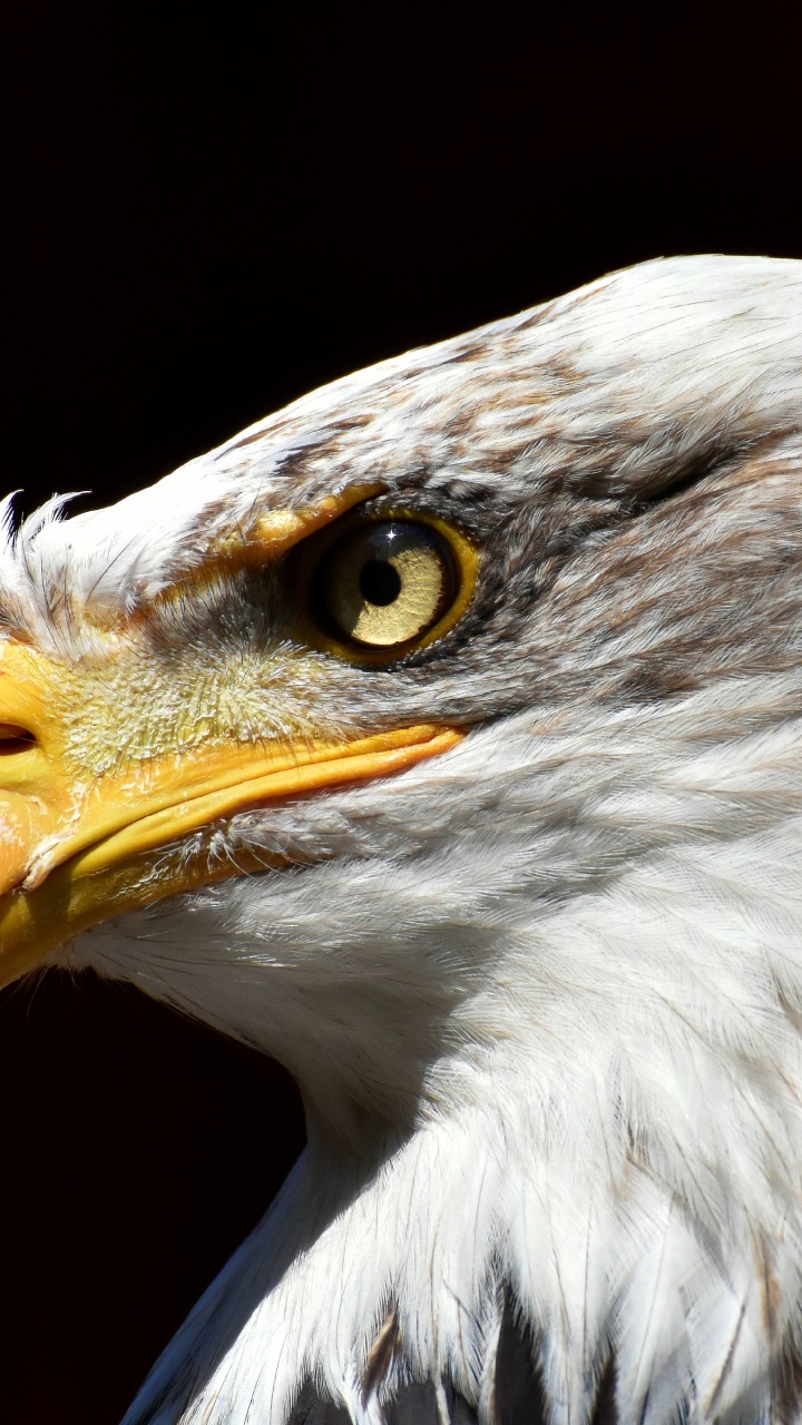 Обои белоголовый Орлан, Орел, птица, хищная птица, клюв в разрешении 720x1280