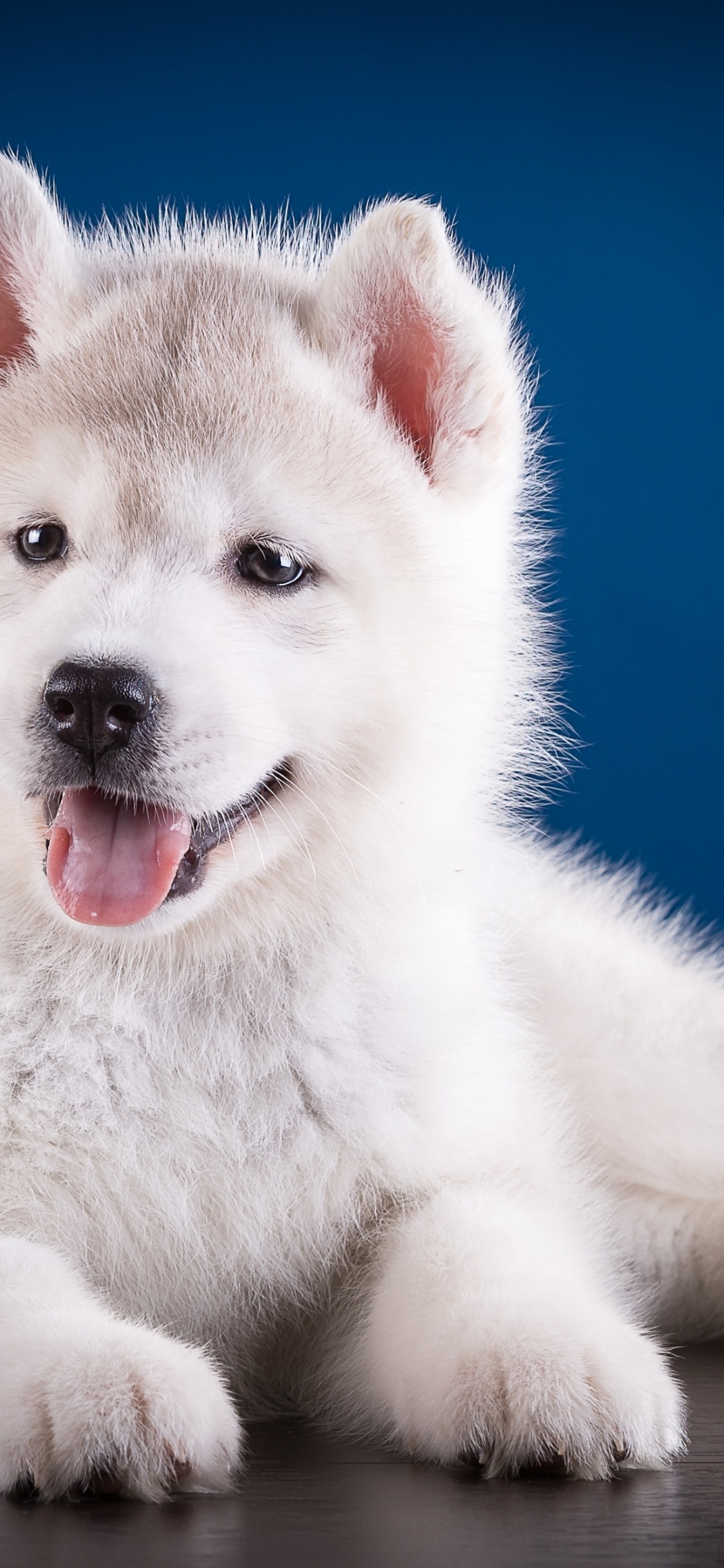 Обои собака породы, морда, Себирская Хаски, позвоночное животное, пес в разрешении 1125x2436