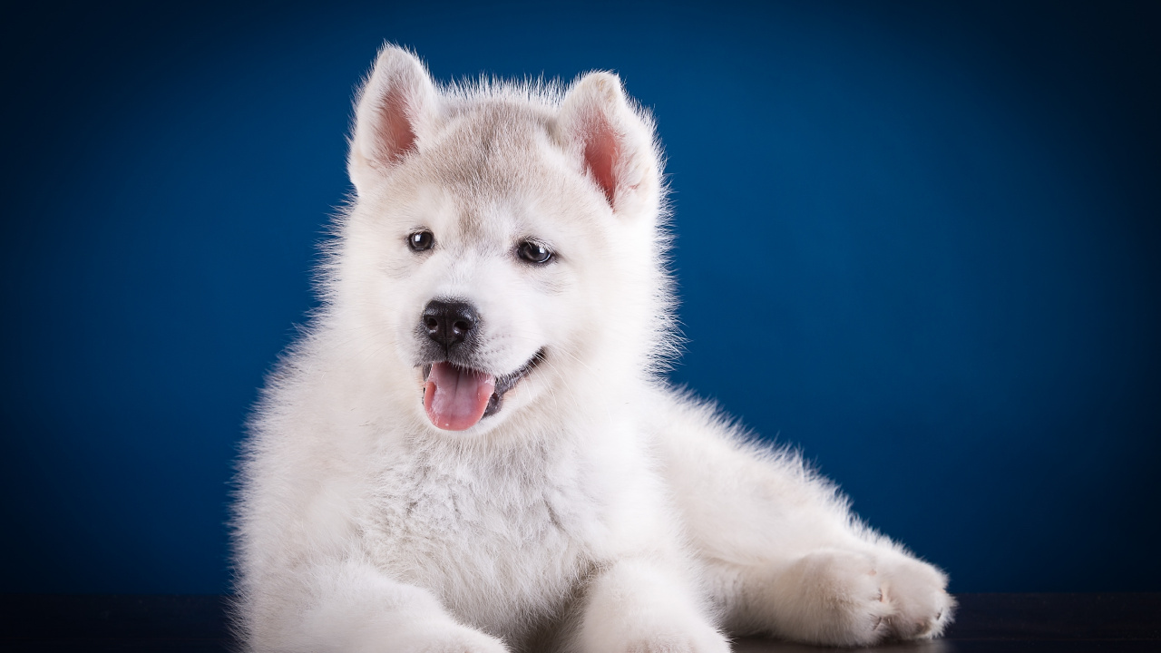 Обои собака породы, морда, Себирская Хаски, позвоночное животное, пес в разрешении 1280x720