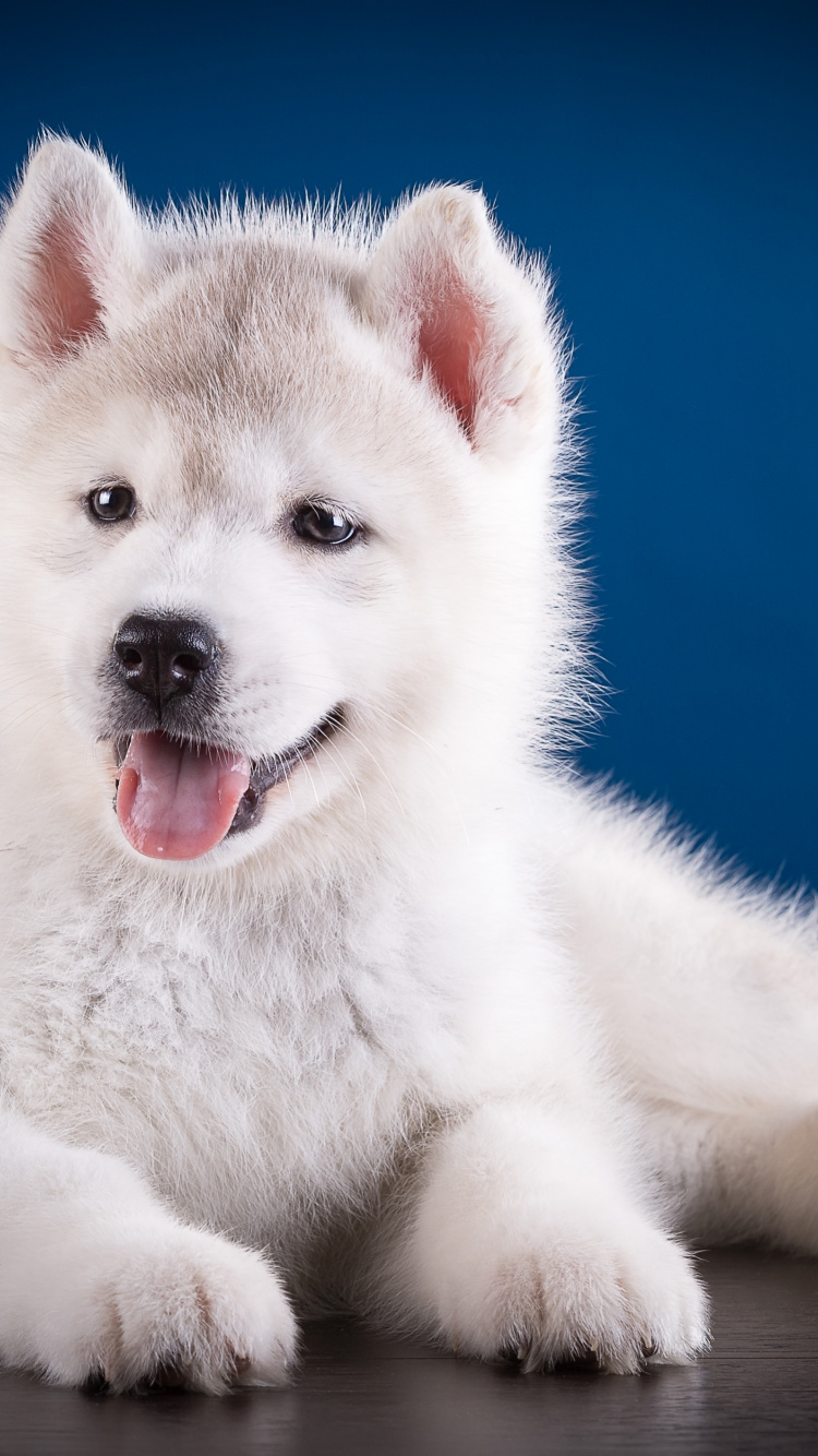 Обои собака породы, морда, Себирская Хаски, позвоночное животное, пес в разрешении 750x1334