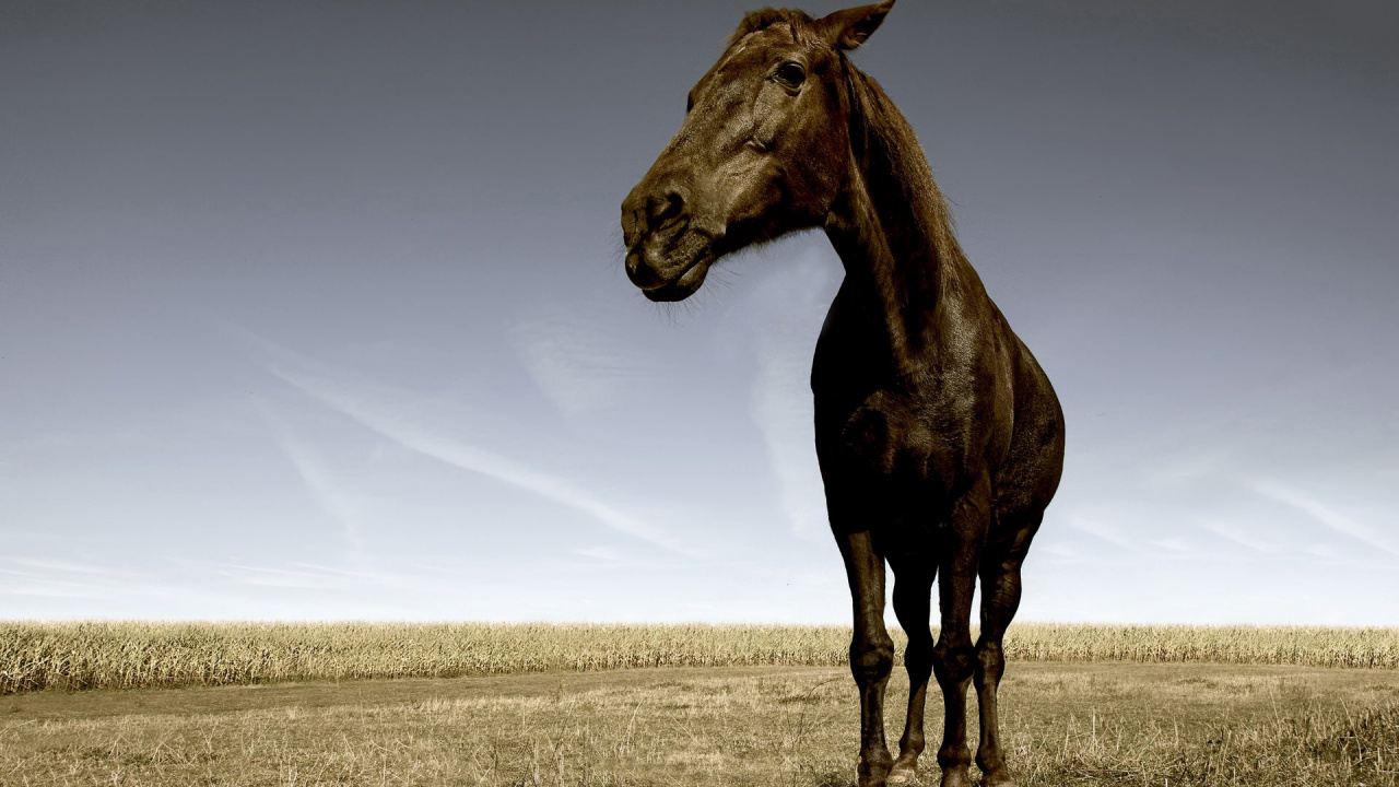 Обои Мустанг лошадь, живая природа, грива, жеребец, кобыла в разрешении 1280x720