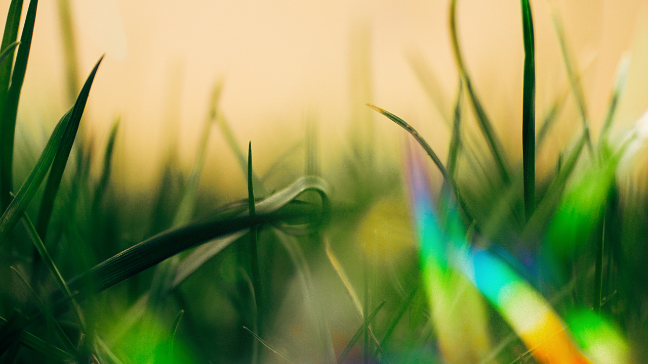 Обои боке, зеленый, свет, красочность, лист в разрешении 1280x720