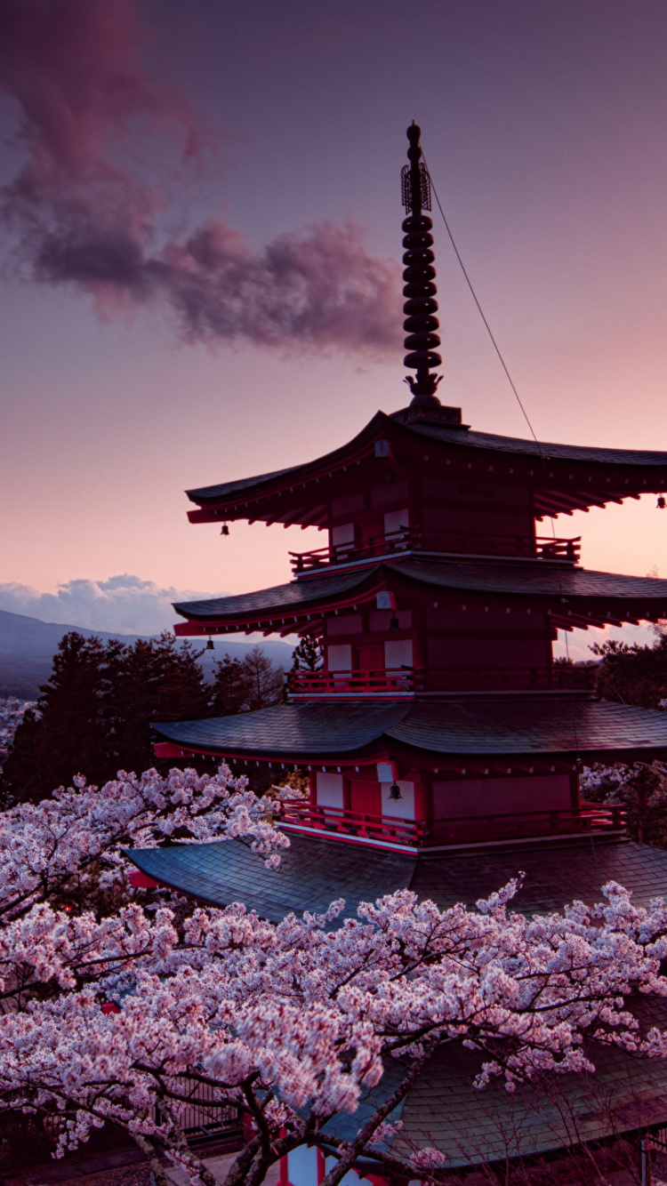 Обои гора Фудзи, вулкан, цветение вишни, цветок, растение в разрешении 750x1334