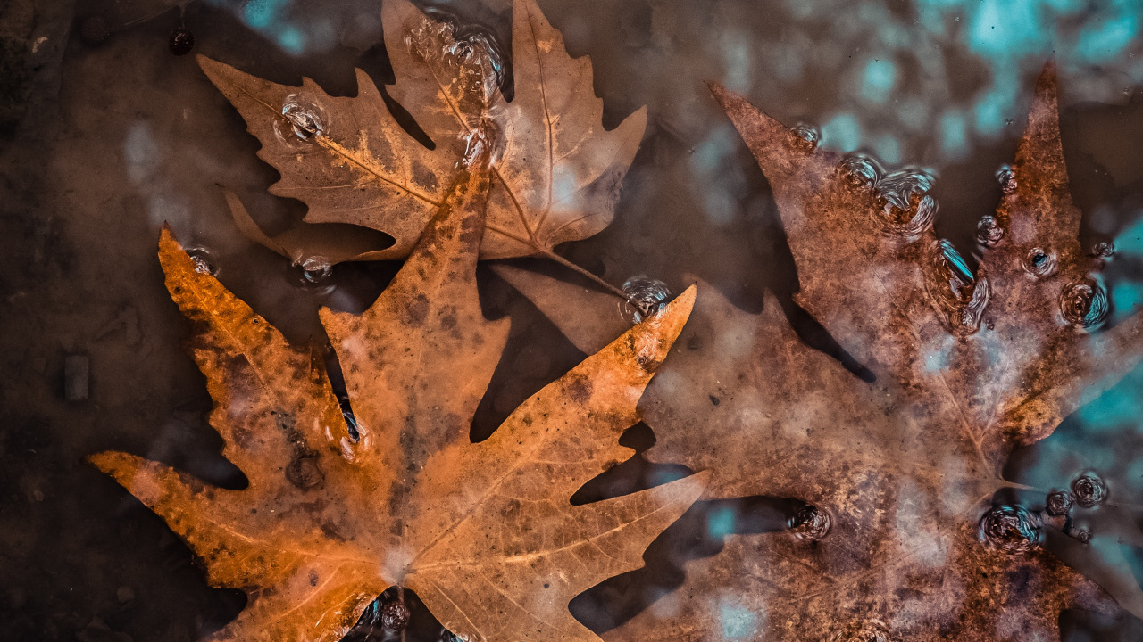 Обои рассада, цветок, растение, осень, лист в разрешении 1280x720