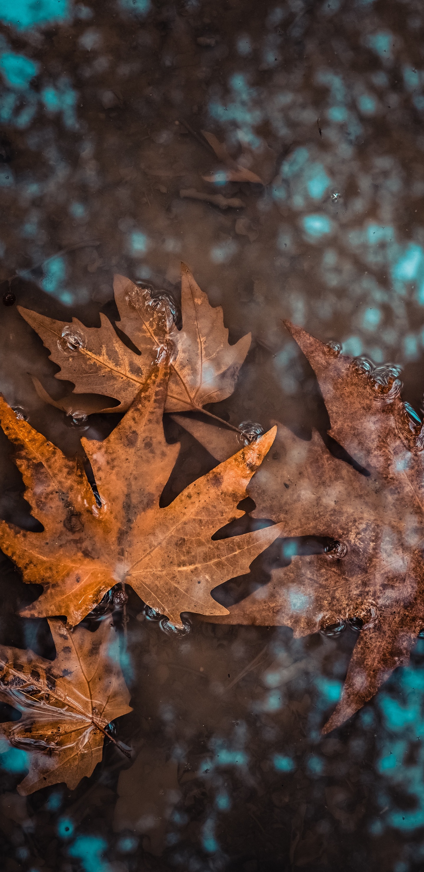 Обои рассада, цветок, растение, осень, лист в разрешении 1440x2960