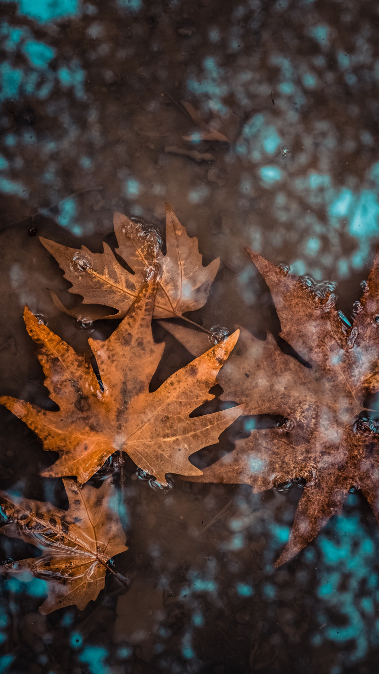 Обои рассада, цветок, растение, осень, лист в разрешении 750x1334