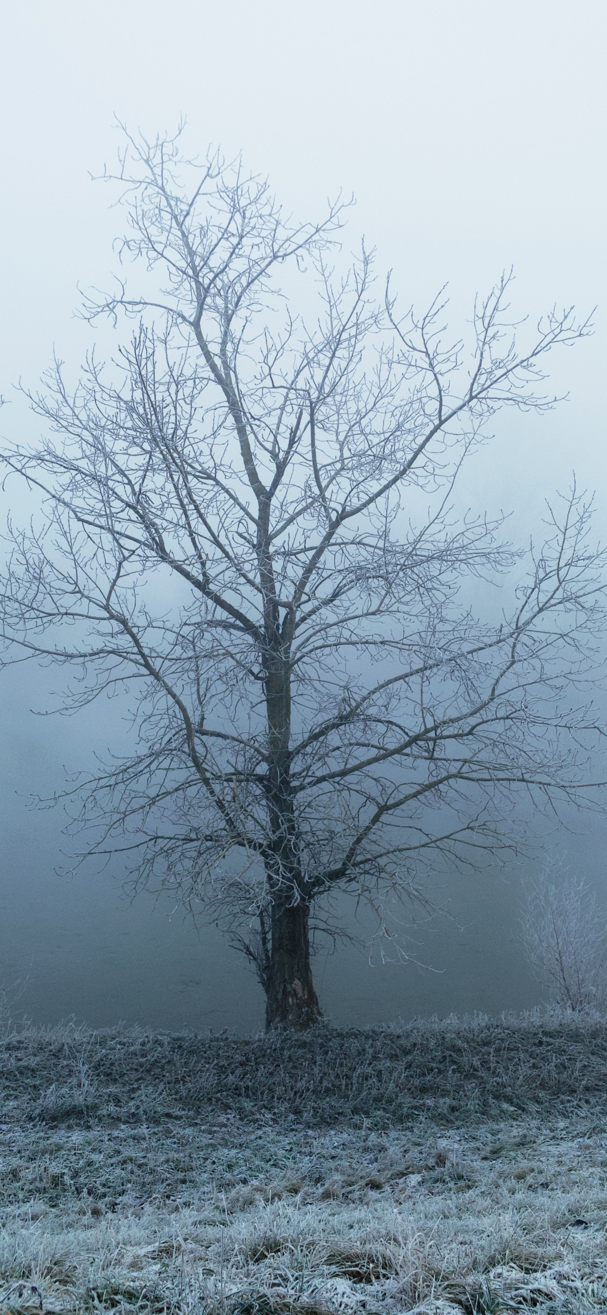 Обои туман, природный ландшафт, древесные растения, дерево, небо в разрешении 1242x2688