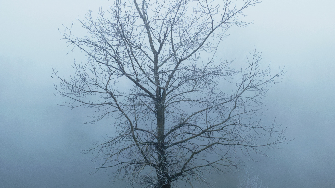Обои туман, природный ландшафт, древесные растения, дерево, небо в разрешении 1366x768
