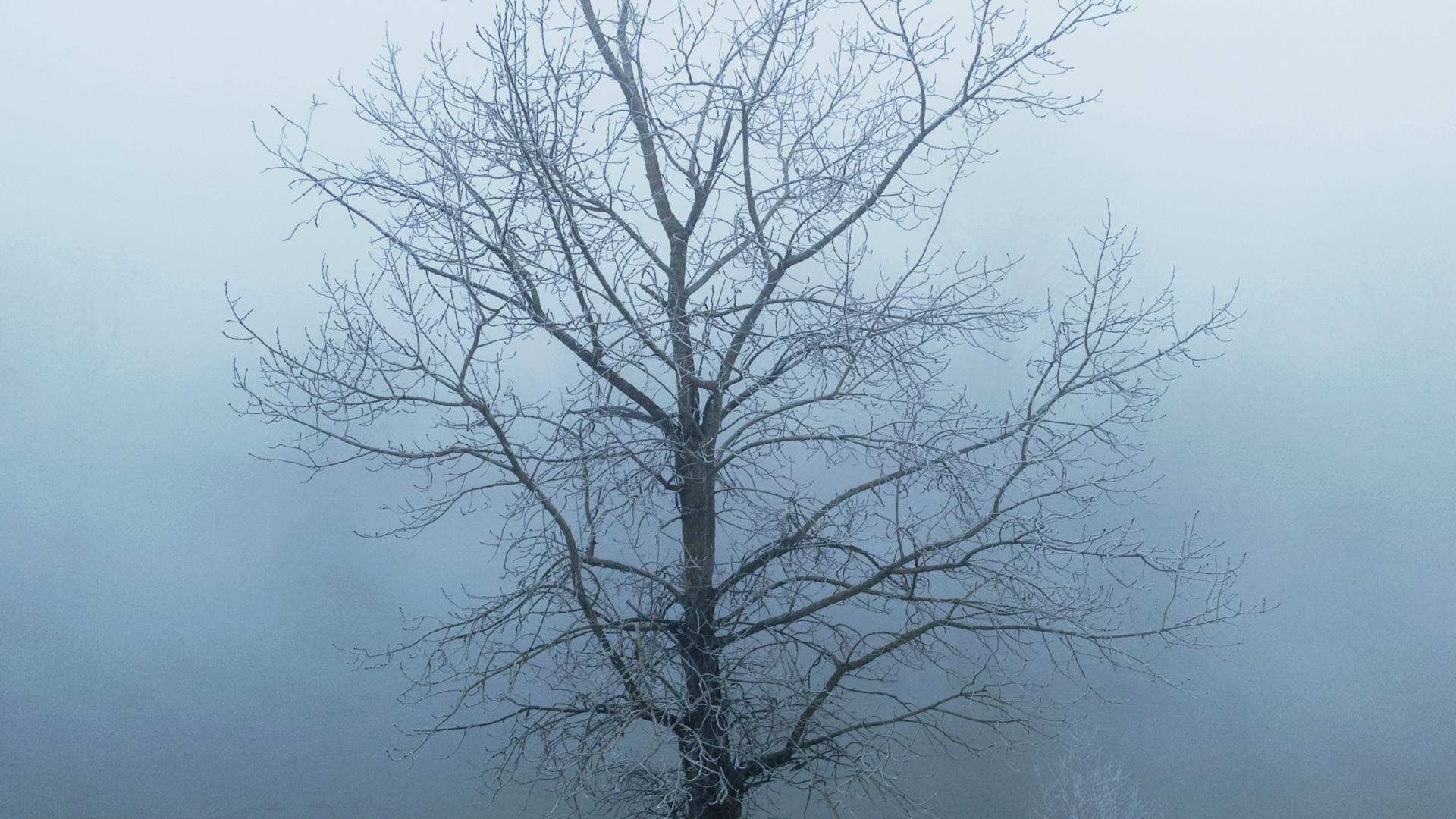 Обои туман, природный ландшафт, древесные растения, дерево, небо в разрешении 1920x1080