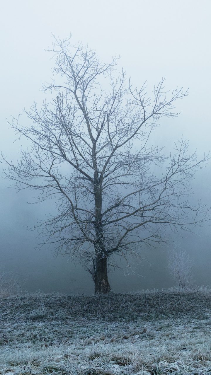 Обои туман, природный ландшафт, древесные растения, дерево, небо в разрешении 720x1280
