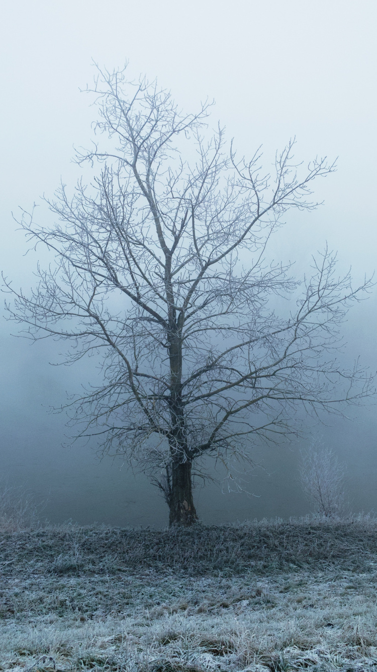 Обои туман, природный ландшафт, древесные растения, дерево, небо в разрешении 750x1334