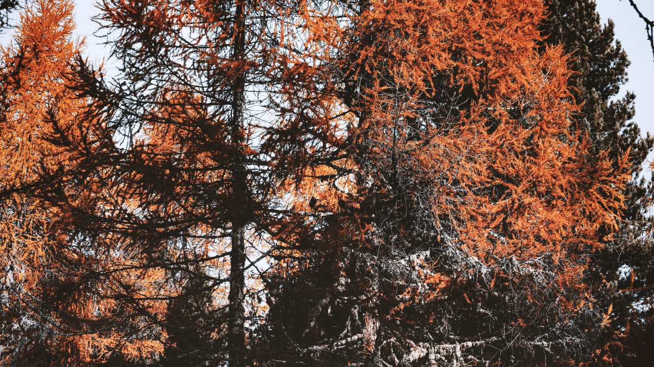 Обои листопадные, дерево, лист, Природа М, прут в разрешении 1280x720