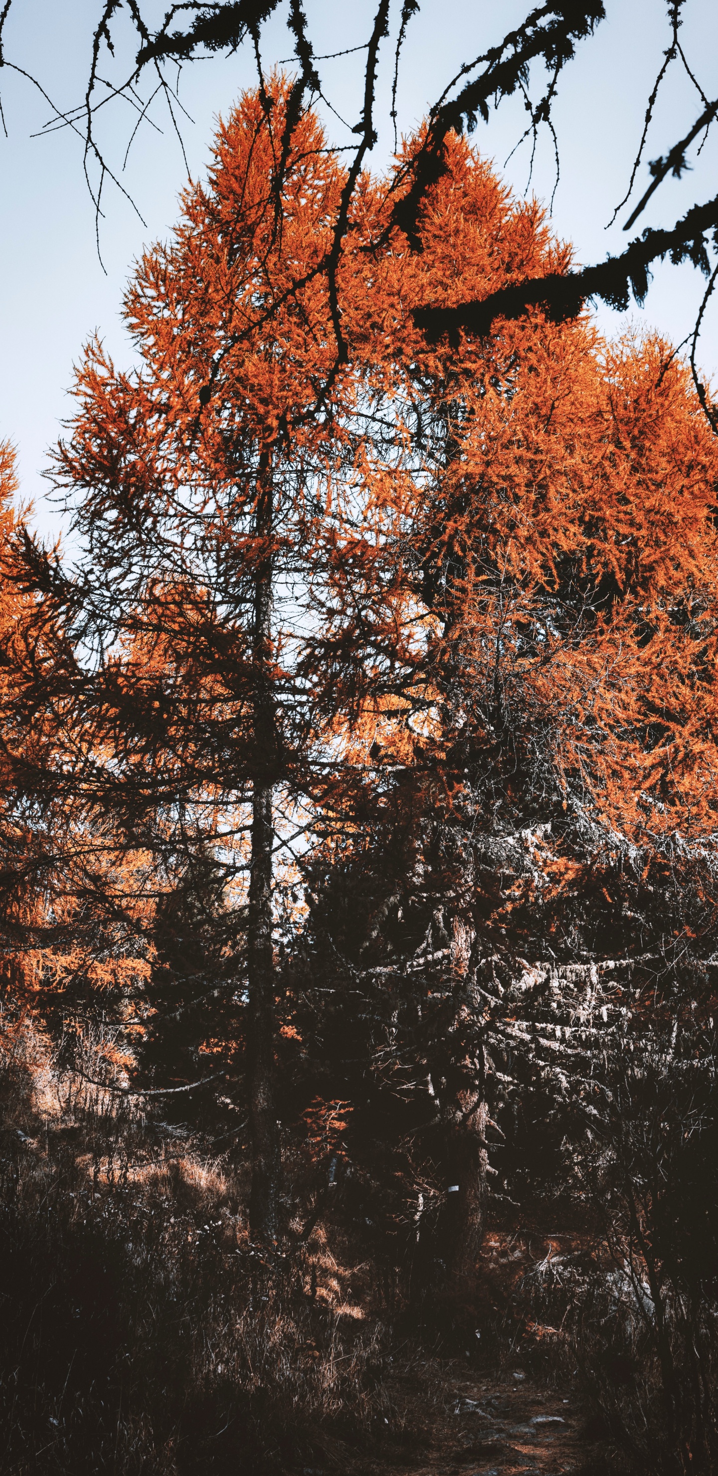 Обои листопадные, дерево, лист, Природа М, прут в разрешении 1440x2960