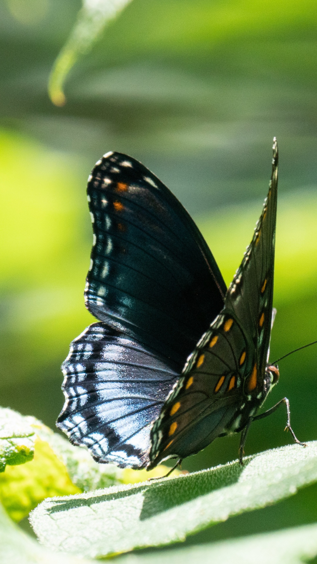 Обои lycaenid, насекомое, беспозвоночных, членистоногое, опылитель в разрешении 1080x1920