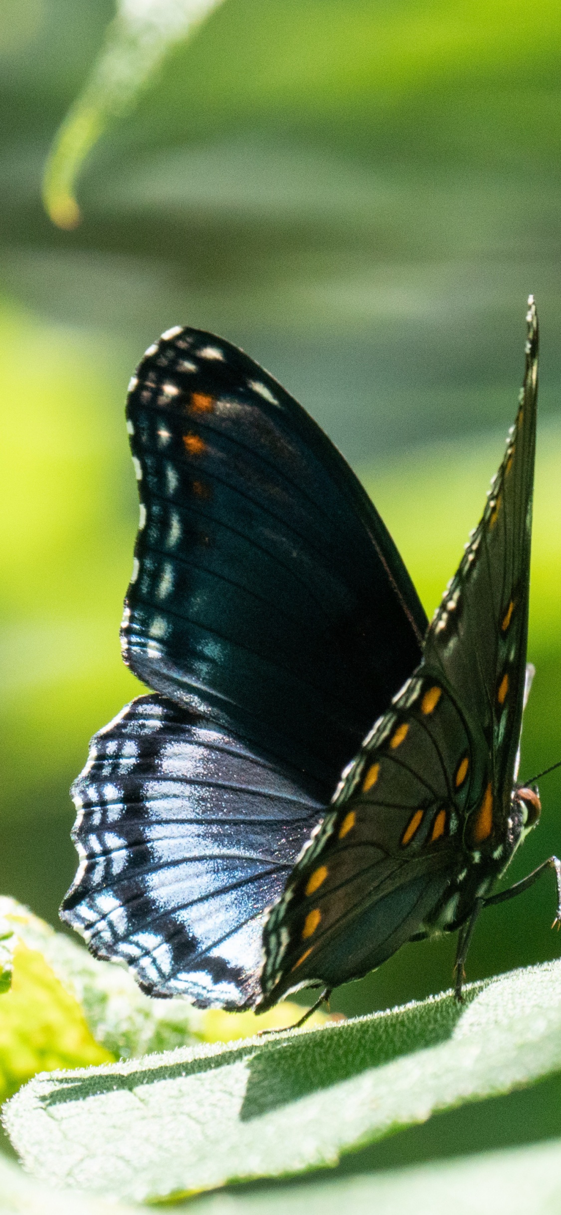 Обои lycaenid, насекомое, беспозвоночных, членистоногое, опылитель в разрешении 1125x2436