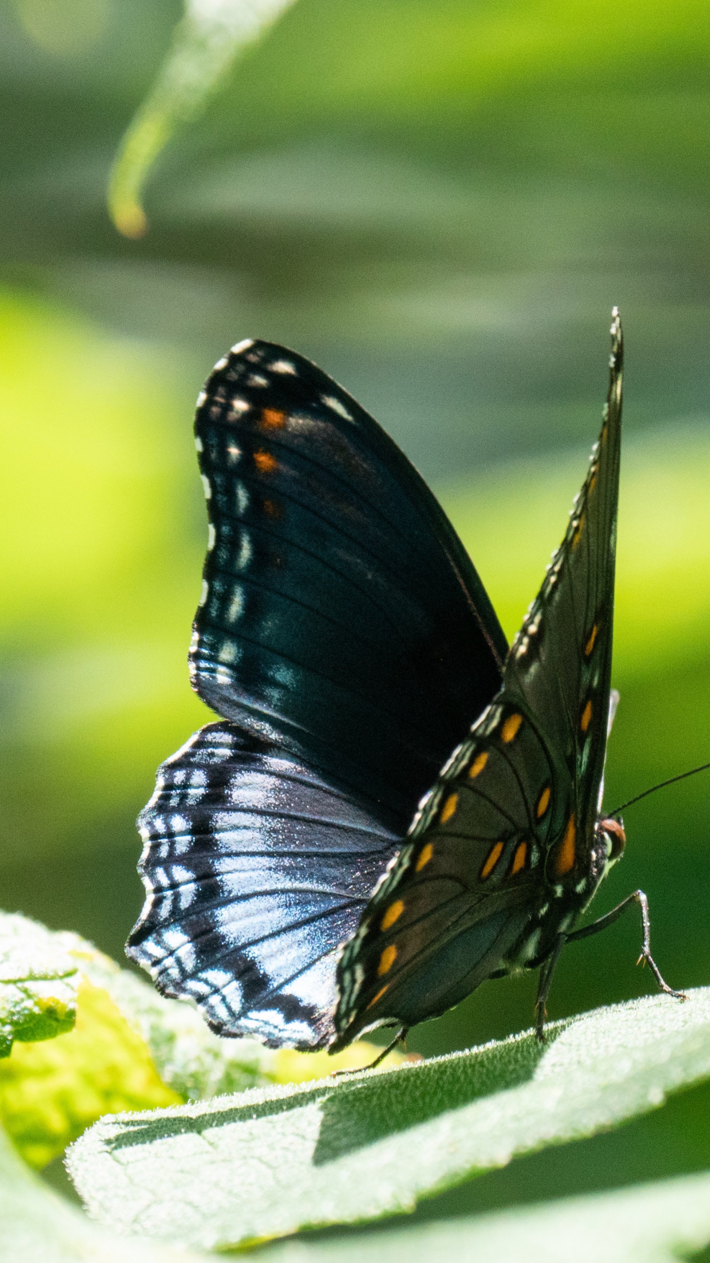 Обои lycaenid, насекомое, беспозвоночных, членистоногое, опылитель в разрешении 1440x2560