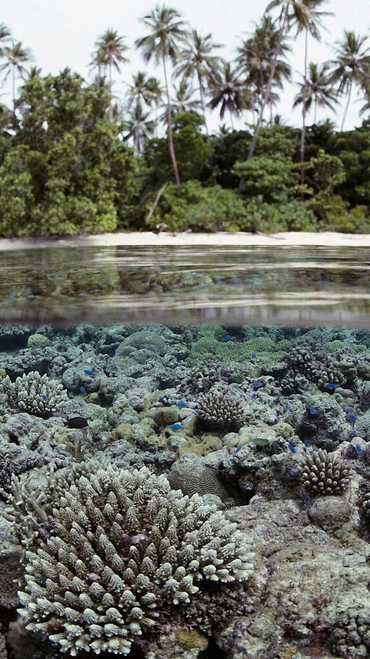 Обои коралловый риф, риф, Остров, растительность, воды в разрешении 720x1280