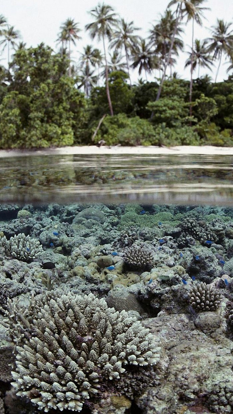 Обои коралловый риф, риф, Остров, растительность, воды в разрешении 750x1334