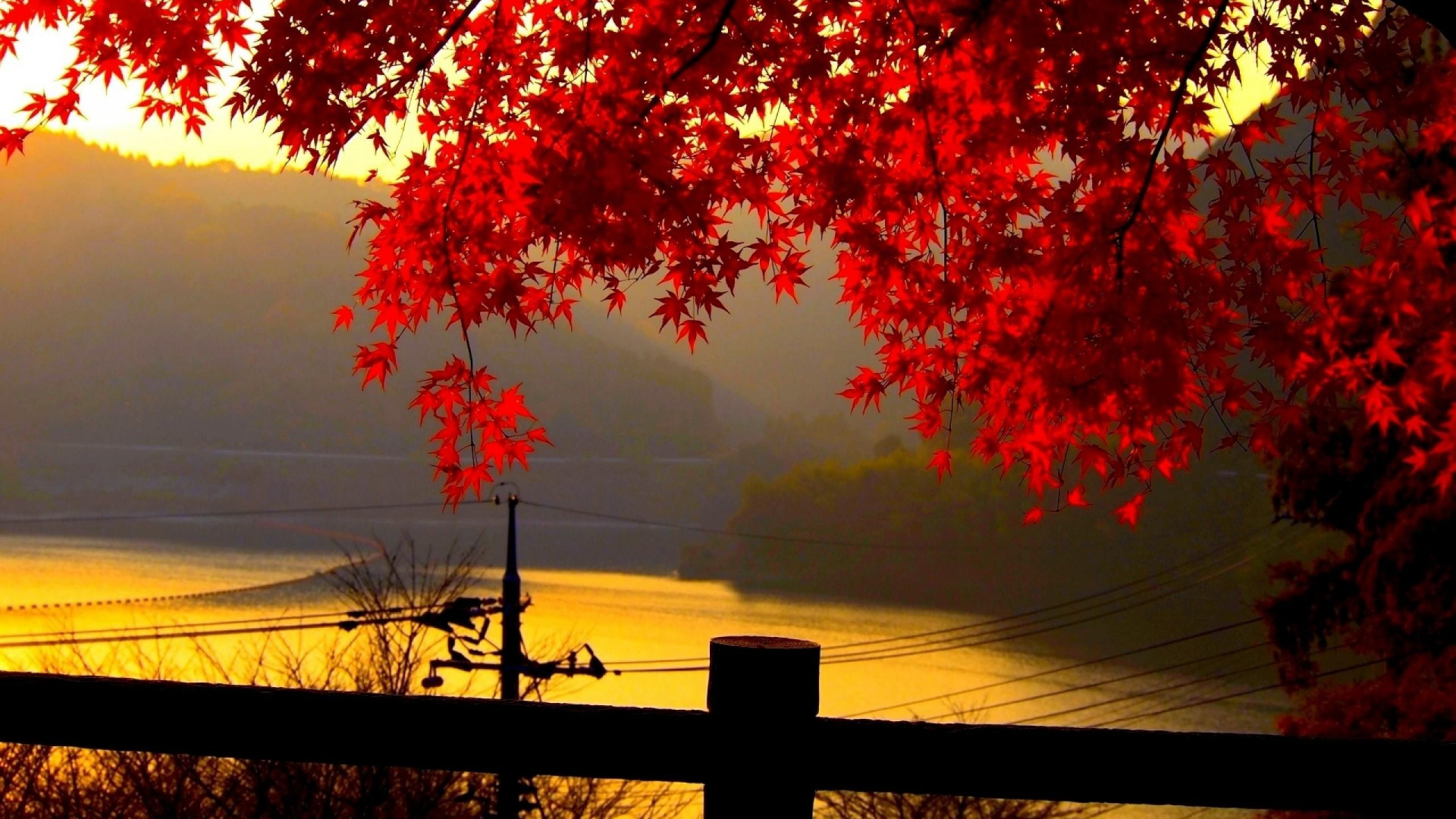 Обои красный цвет, дерево, природа, лист, осень в разрешении 1920x1080