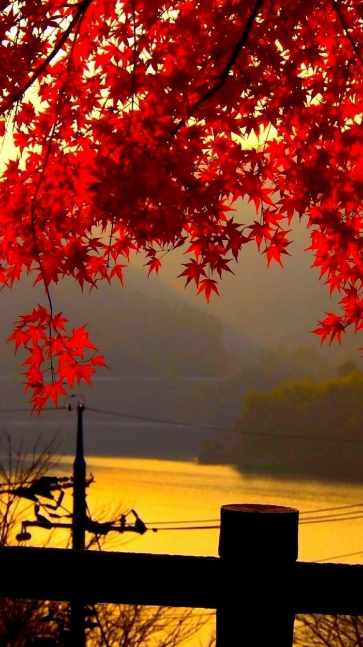 Обои красный цвет, дерево, природа, лист, осень в разрешении 750x1334