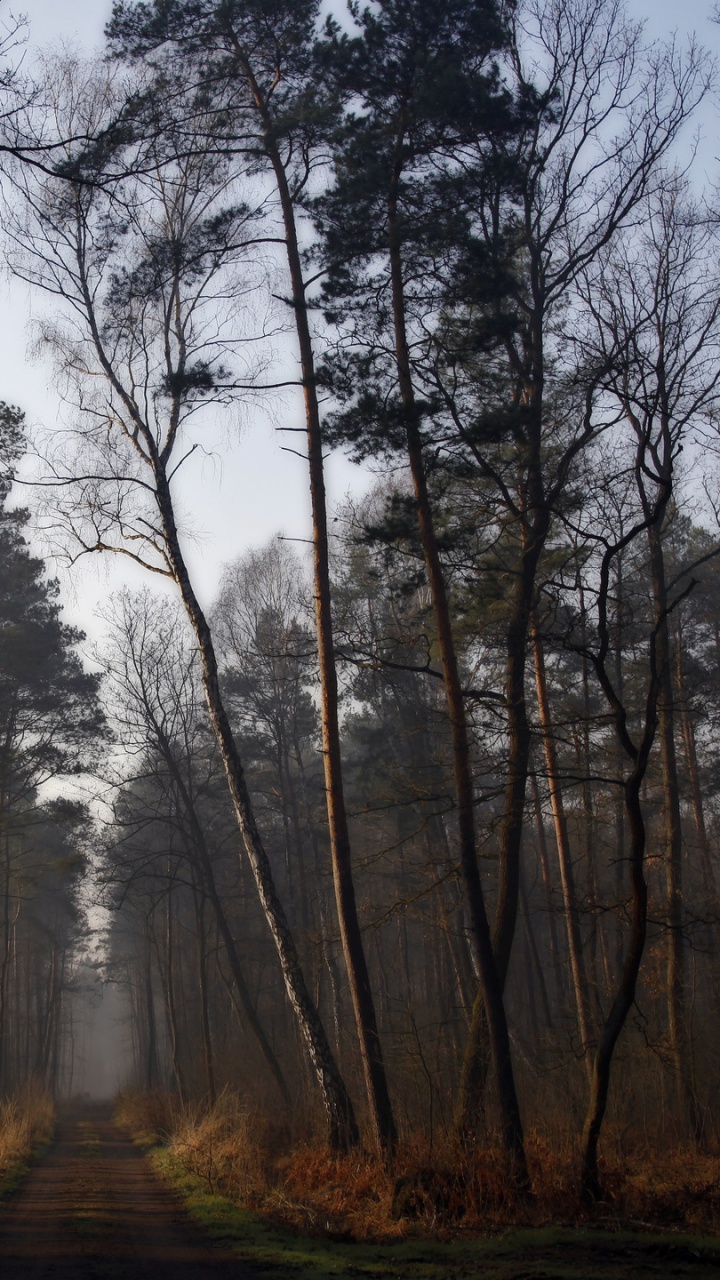 Обои дерево, лес, природа, лесистая местность, экосистема в разрешении 720x1280