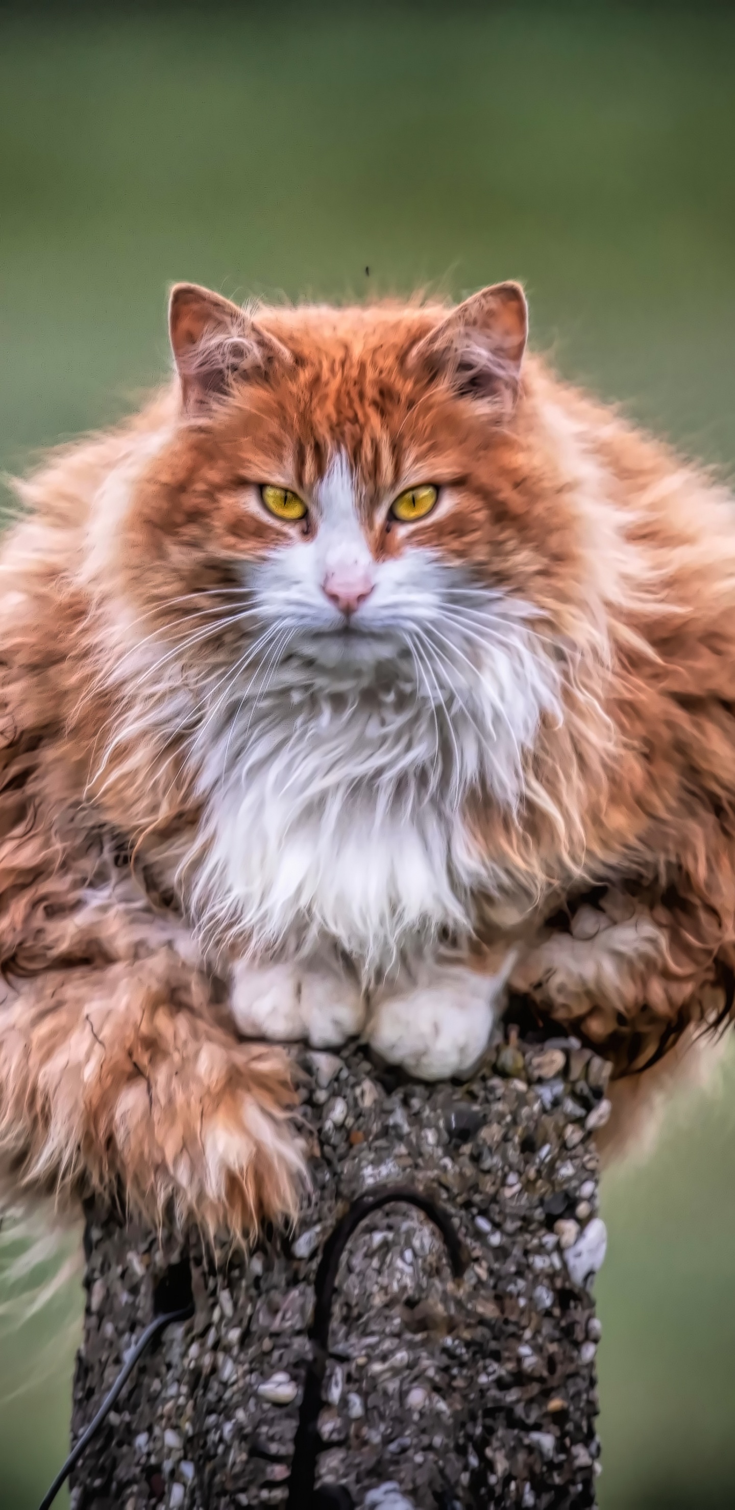 Обои кот, пес, полосатый кот, Дикая кошка, мэнкс в разрешении 1440x2960