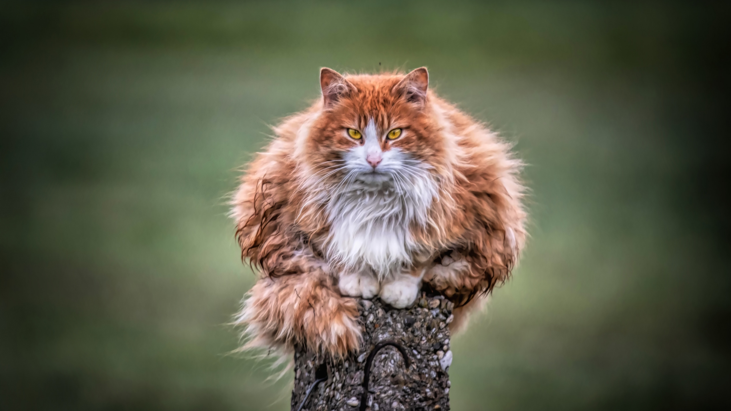 Обои кот, пес, полосатый кот, Дикая кошка, мэнкс в разрешении 2560x1440