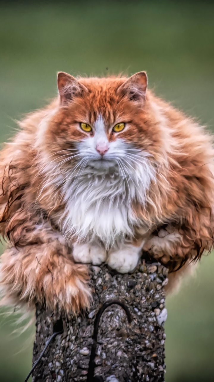 Обои кот, пес, полосатый кот, Дикая кошка, мэнкс в разрешении 720x1280