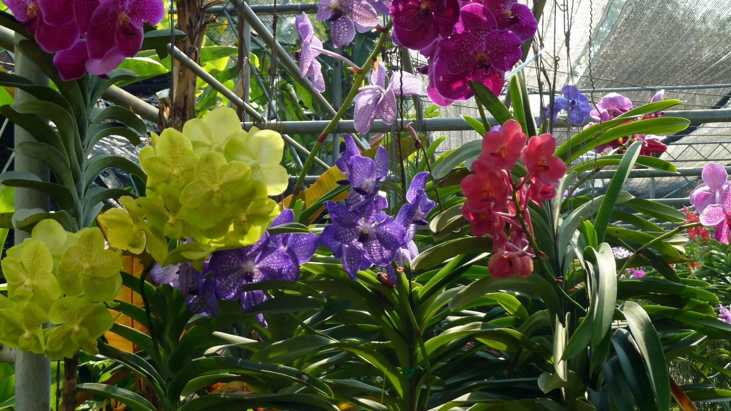 Обои орхидея, цветковое растение, растение, весна, однолетнее растение в разрешении 2560x1440