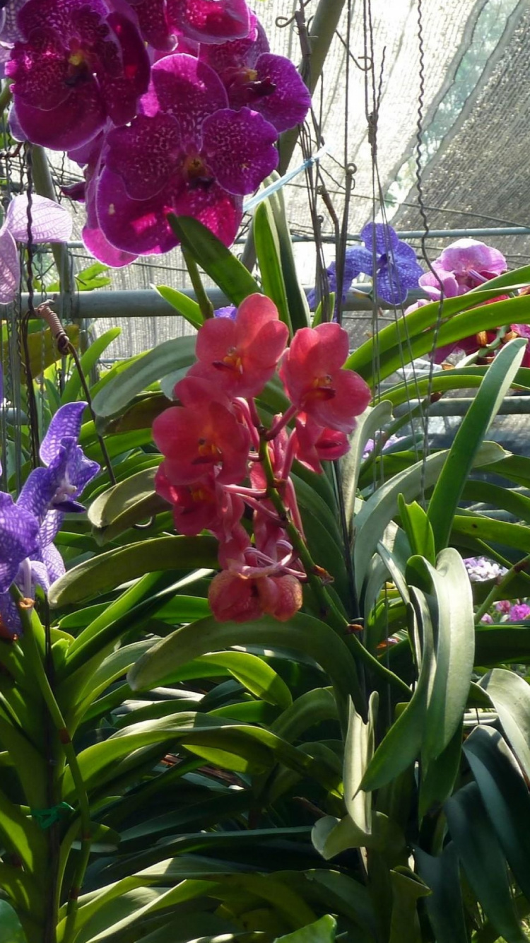 Обои орхидея, цветковое растение, растение, весна, однолетнее растение в разрешении 750x1334