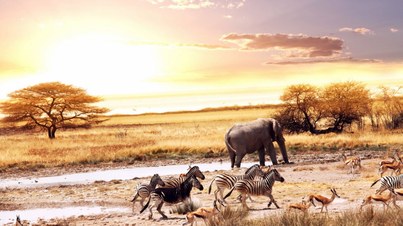 Обои национальный парк Крюгера, путешествие, живая природа, стадо, Саванна в разрешении 1366x768