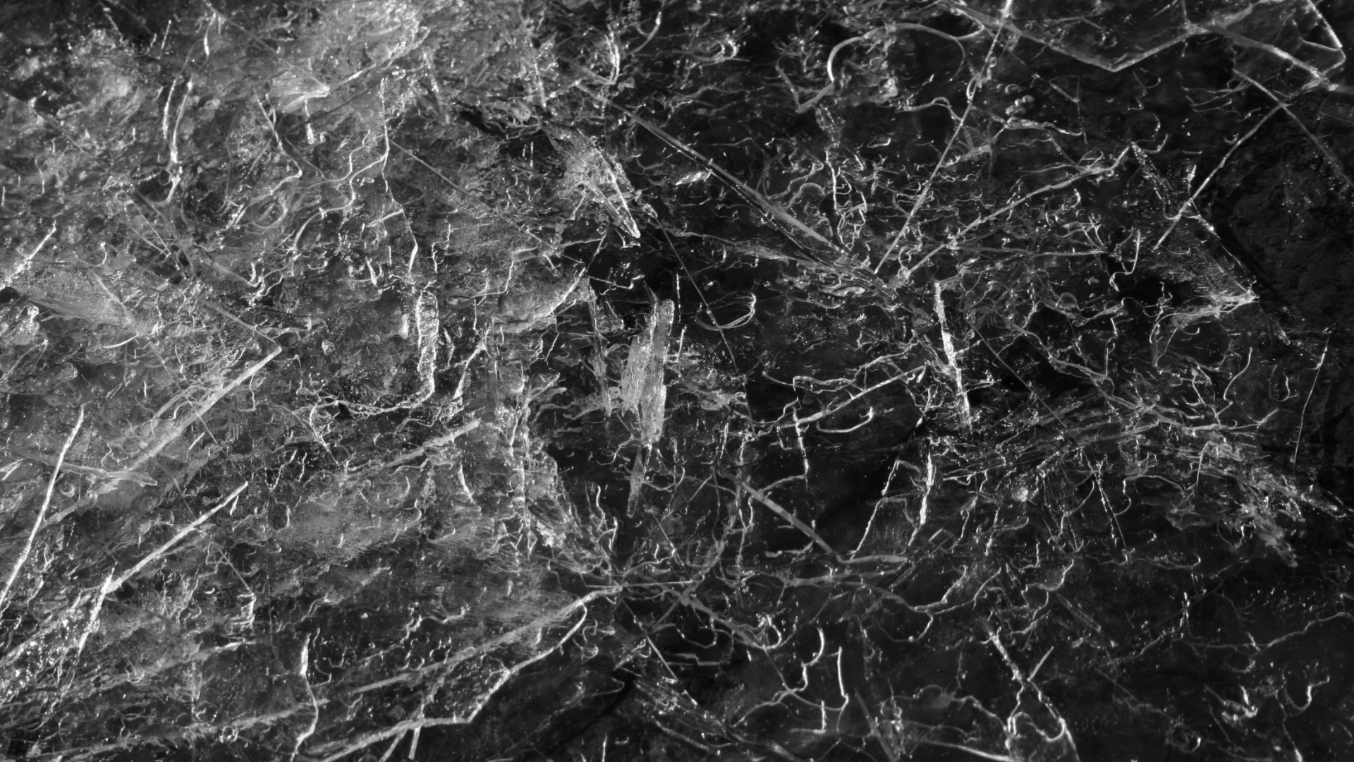 Обои черный и белый, черный, монохромный, ветвь, дерево в разрешении 1920x1080