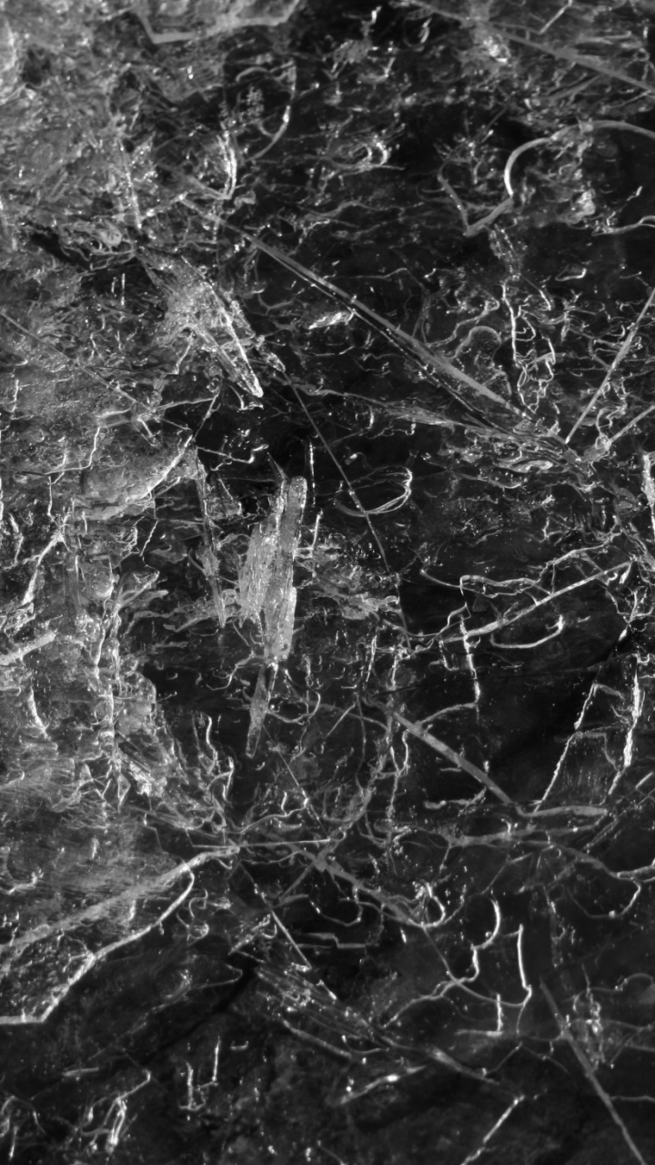 Обои черный и белый, черный, монохромный, ветвь, дерево в разрешении 720x1280