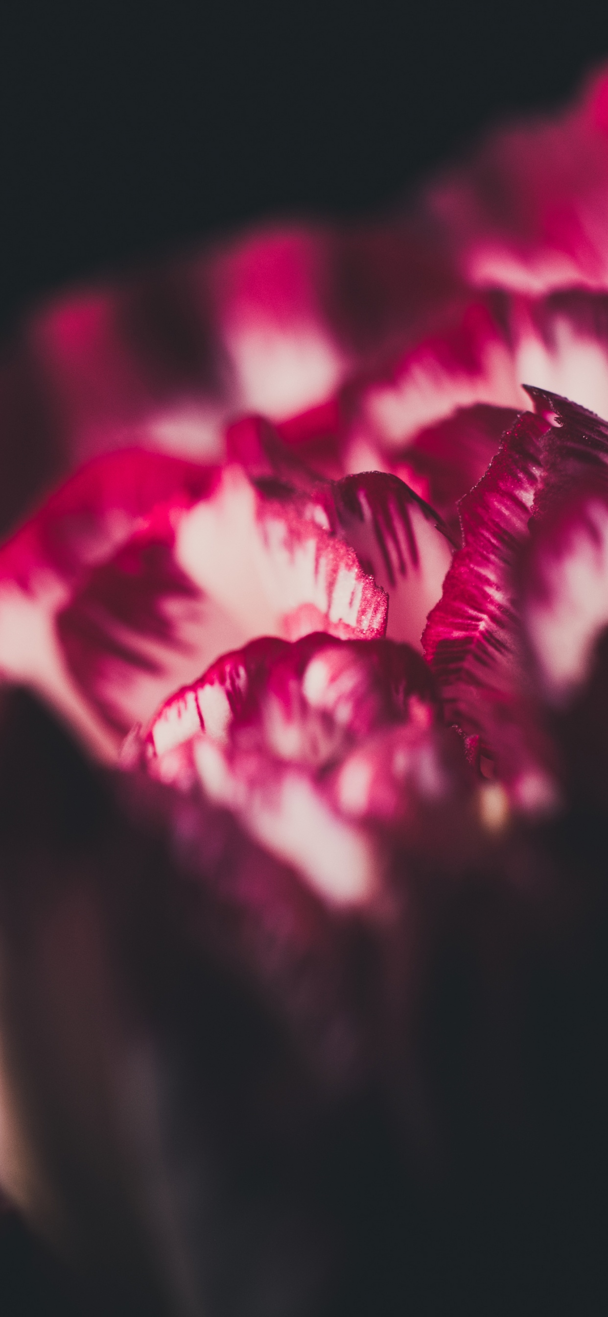 Обои красный цвет, розовый, пурпур, свет, лепесток в разрешении 1242x2688