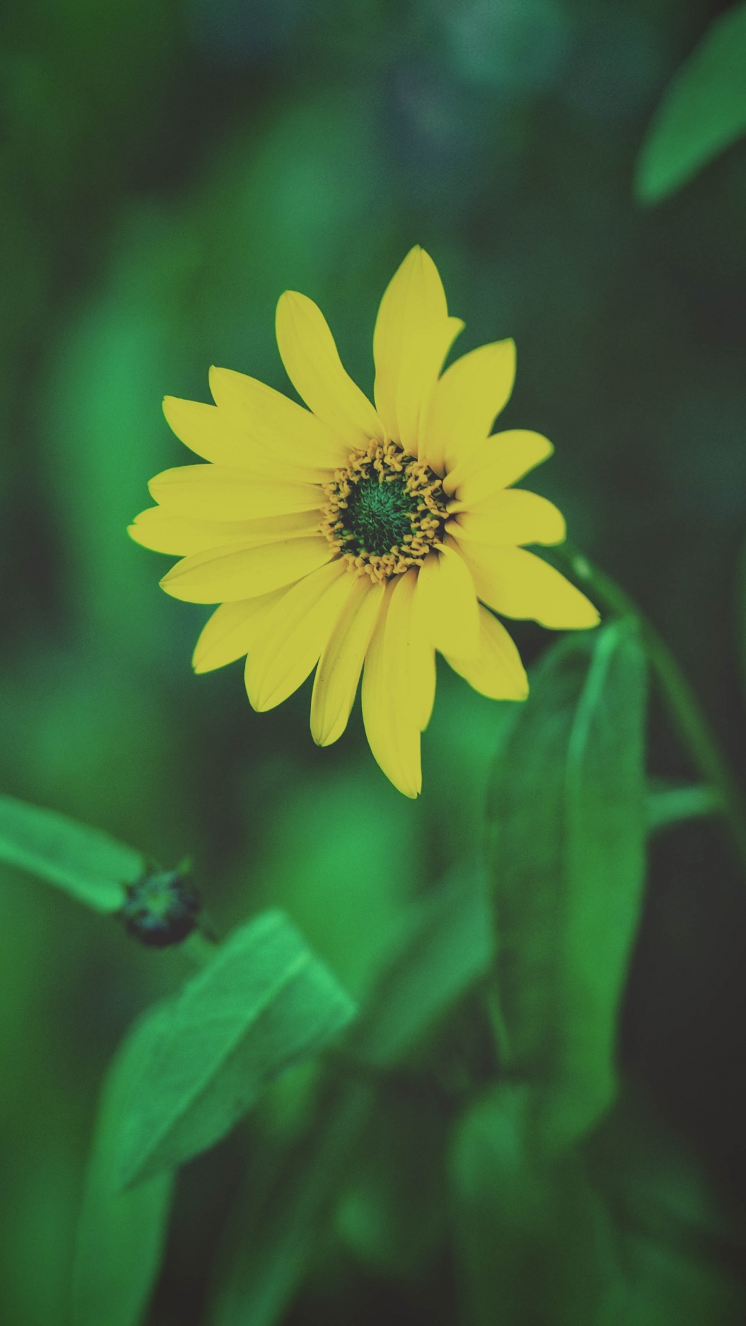 Обои полевой цветок, цветок, зеленый, желтый, лепесток в разрешении 1080x1920