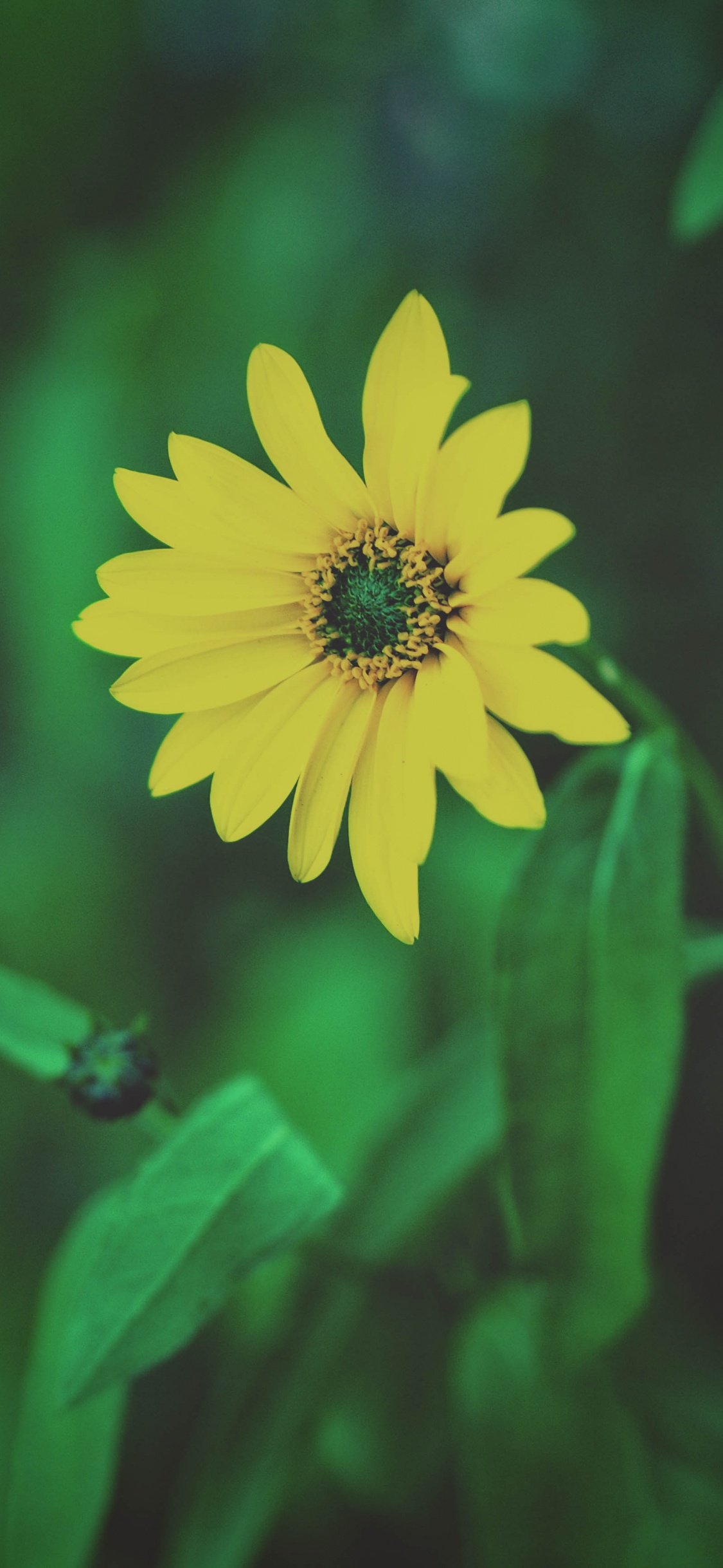 Обои полевой цветок, цветок, зеленый, желтый, лепесток в разрешении 1125x2436