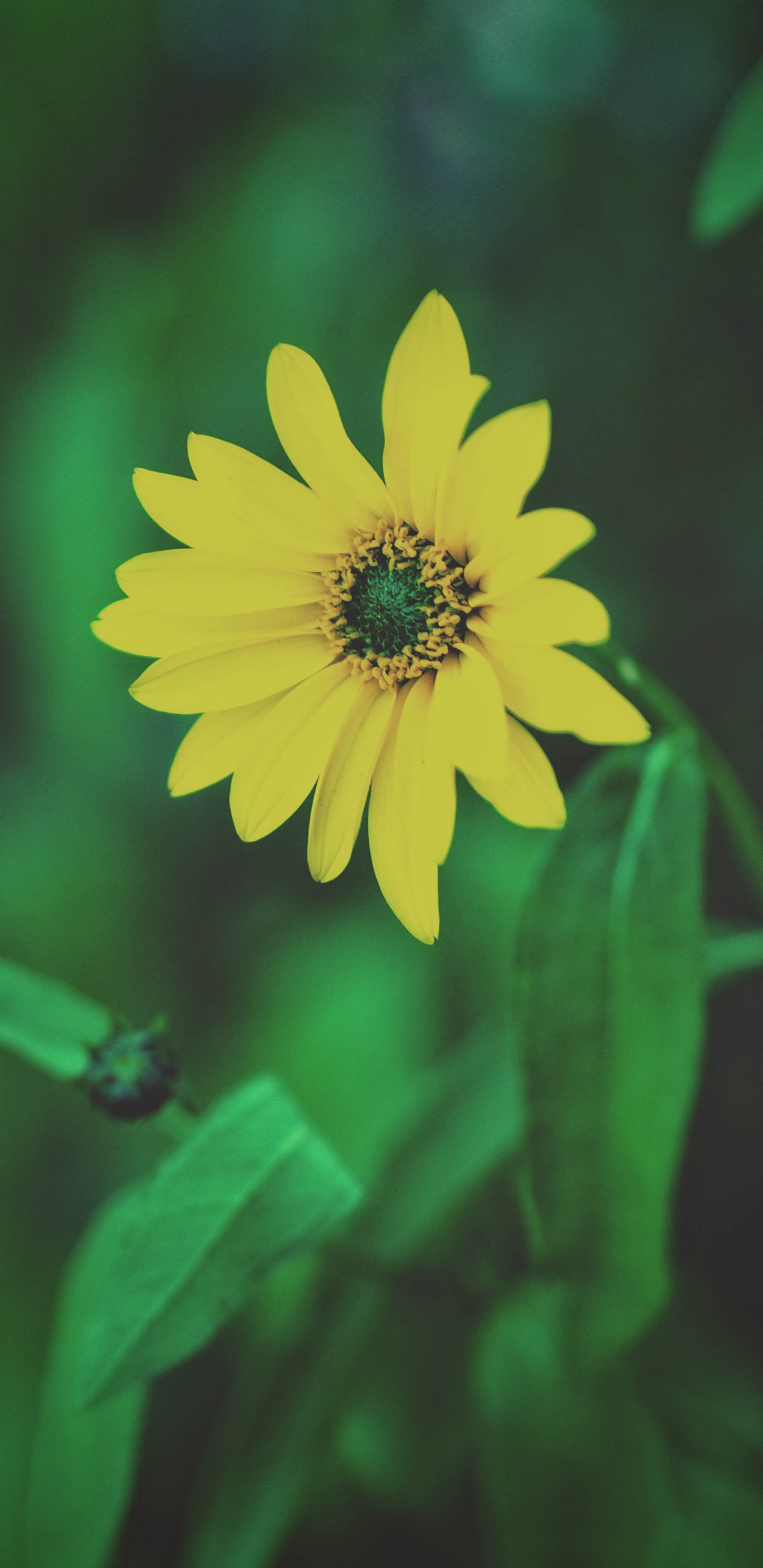 Обои полевой цветок, цветок, зеленый, желтый, лепесток в разрешении 1440x2960