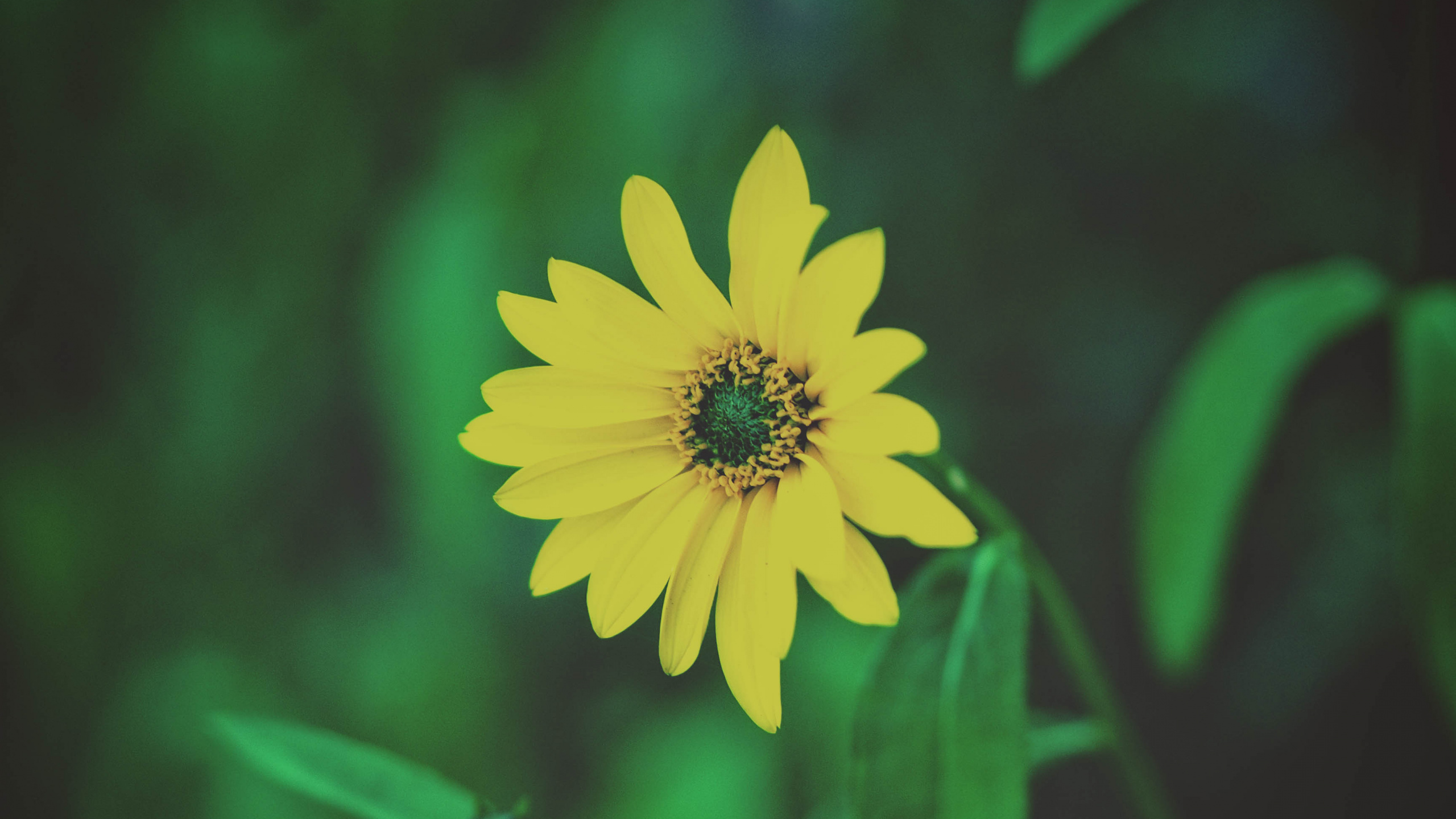 Обои полевой цветок, цветок, зеленый, желтый, лепесток в разрешении 2560x1440