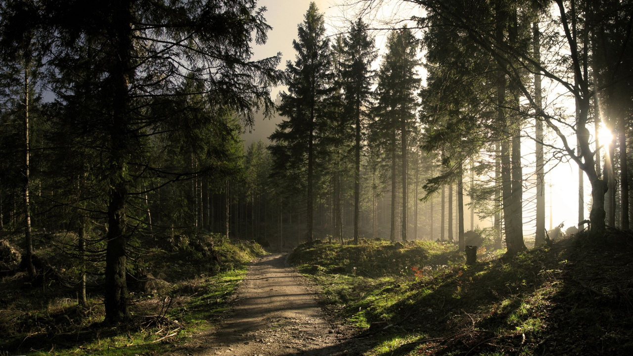 Обои лес, дерево, природа, лесистая местность, солнечный свет в разрешении 1280x720