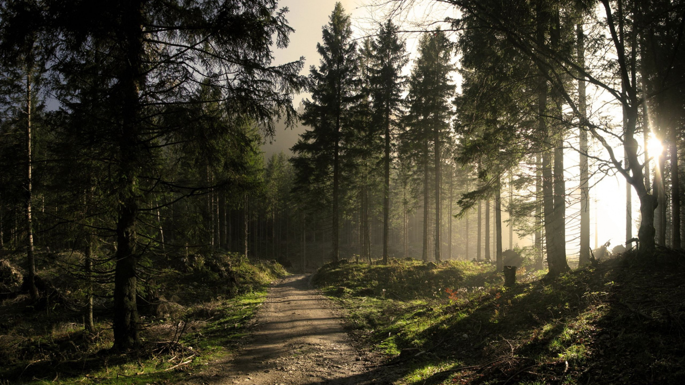 Обои лес, дерево, природа, лесистая местность, солнечный свет в разрешении 1366x768