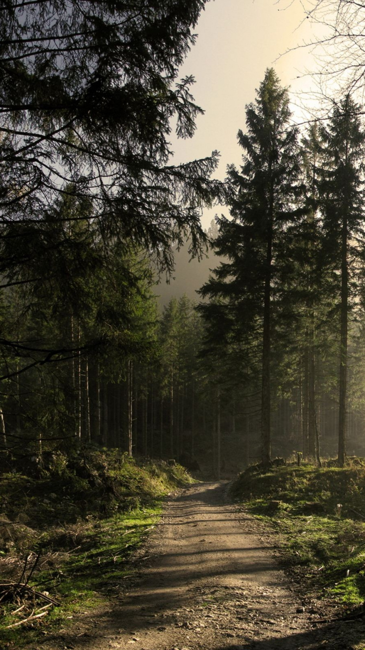 Обои лес, дерево, природа, лесистая местность, солнечный свет в разрешении 750x1334