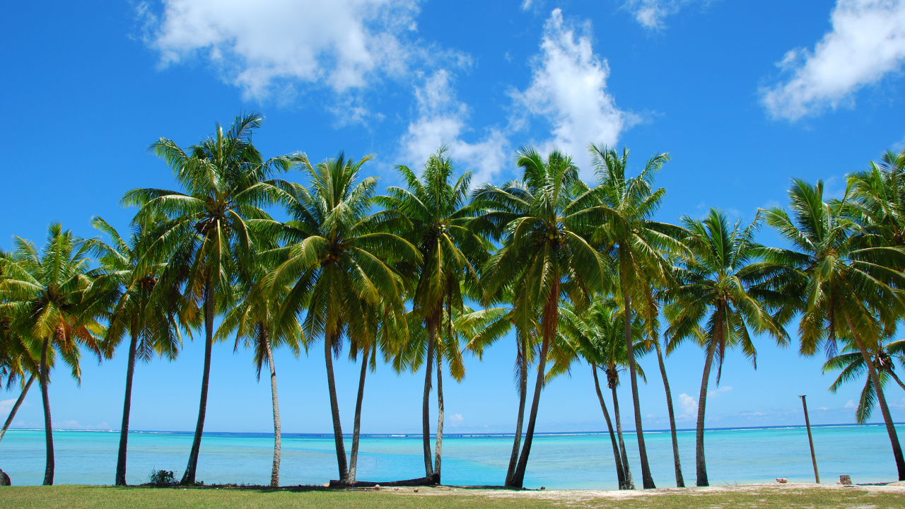 Обои пальмовые рощи, дерево, тропическая зона, Пальма, растительность в разрешении 1280x720