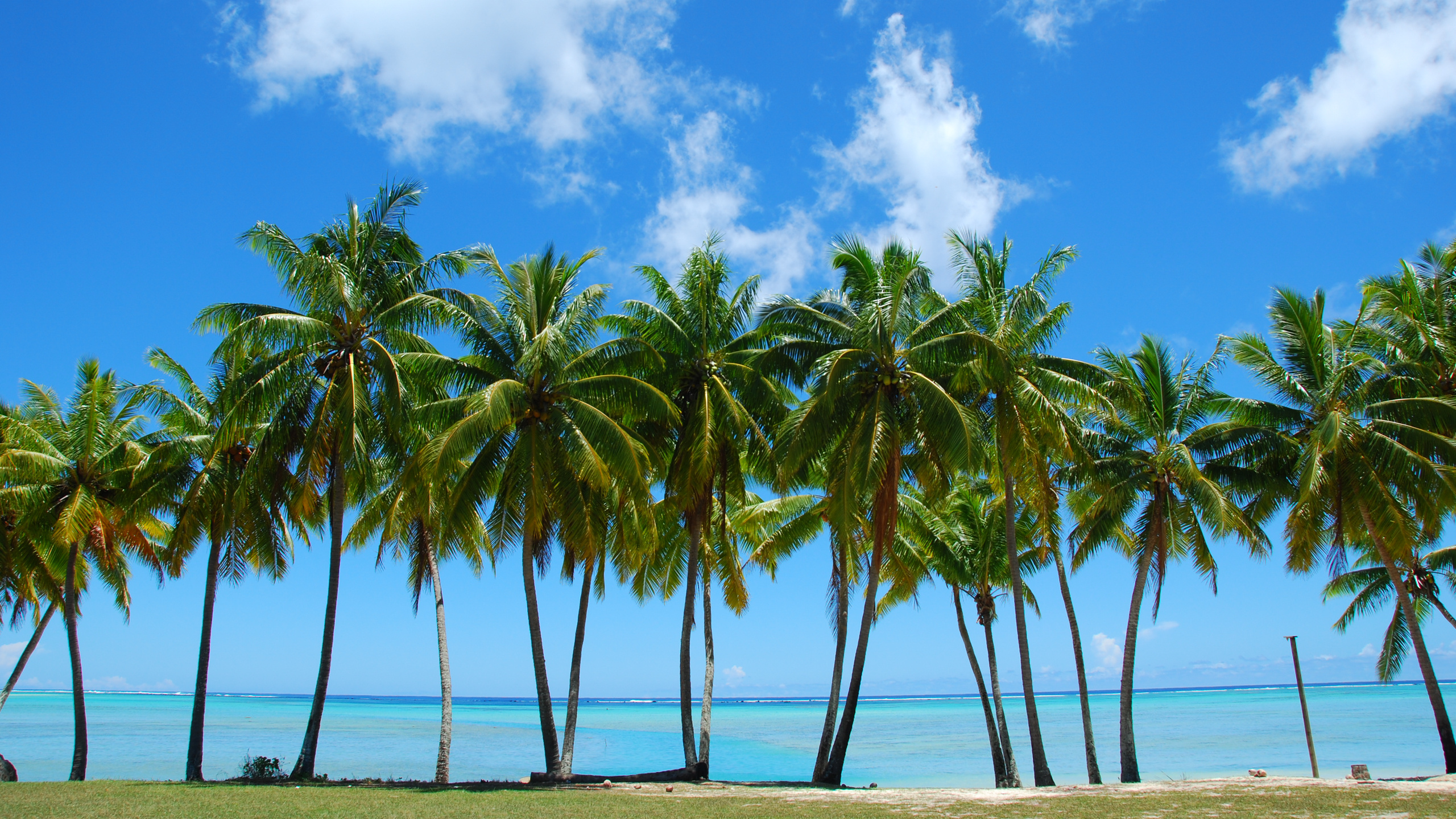 Обои пальмовые рощи, дерево, тропическая зона, Пальма, растительность в разрешении 2560x1440