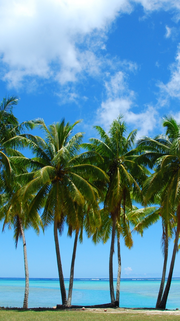 Обои пальмовые рощи, дерево, тропическая зона, Пальма, растительность в разрешении 720x1280