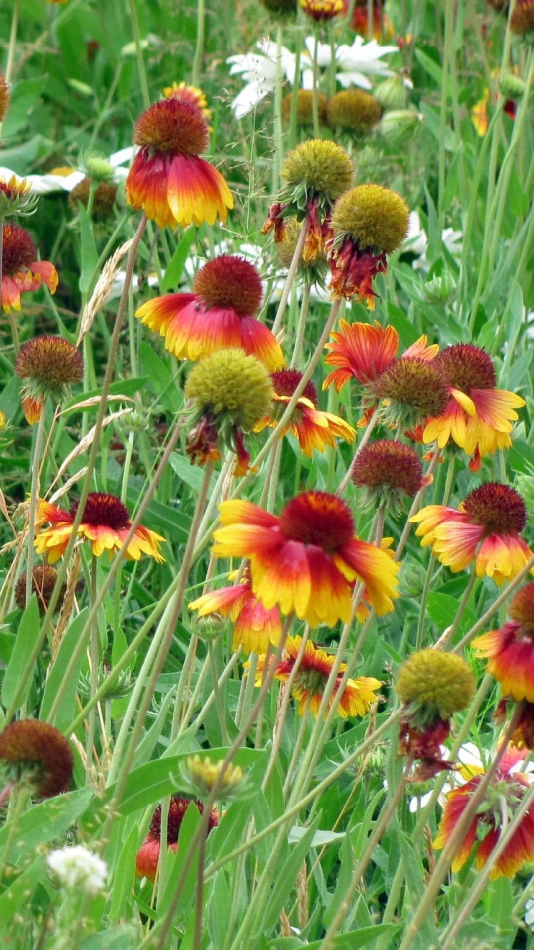 Обои растительность, полевой цветок, луг, рудбекия, прерия в разрешении 1080x1920