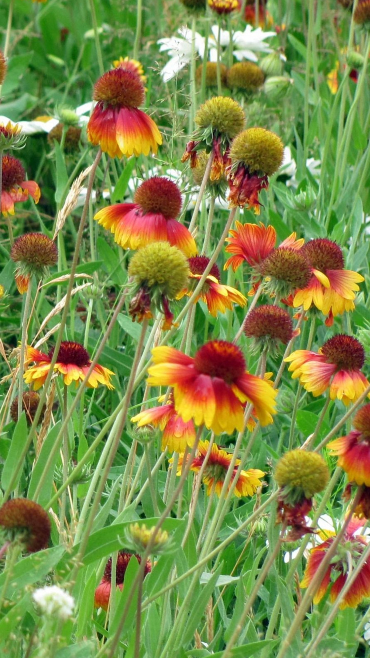 Обои растительность, полевой цветок, луг, рудбекия, прерия в разрешении 750x1334