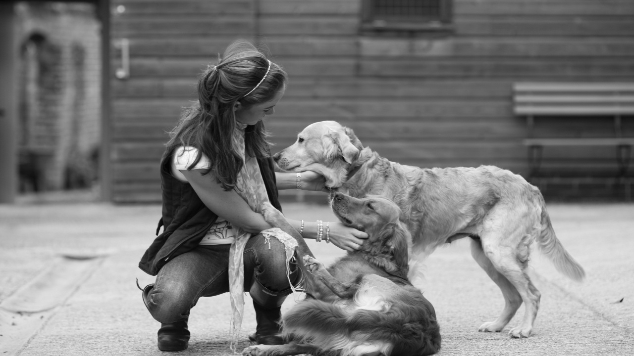Обои черный и белый, собака породы, позвоночное, Веймарская легавая, позвоночное животное в разрешении 1280x720