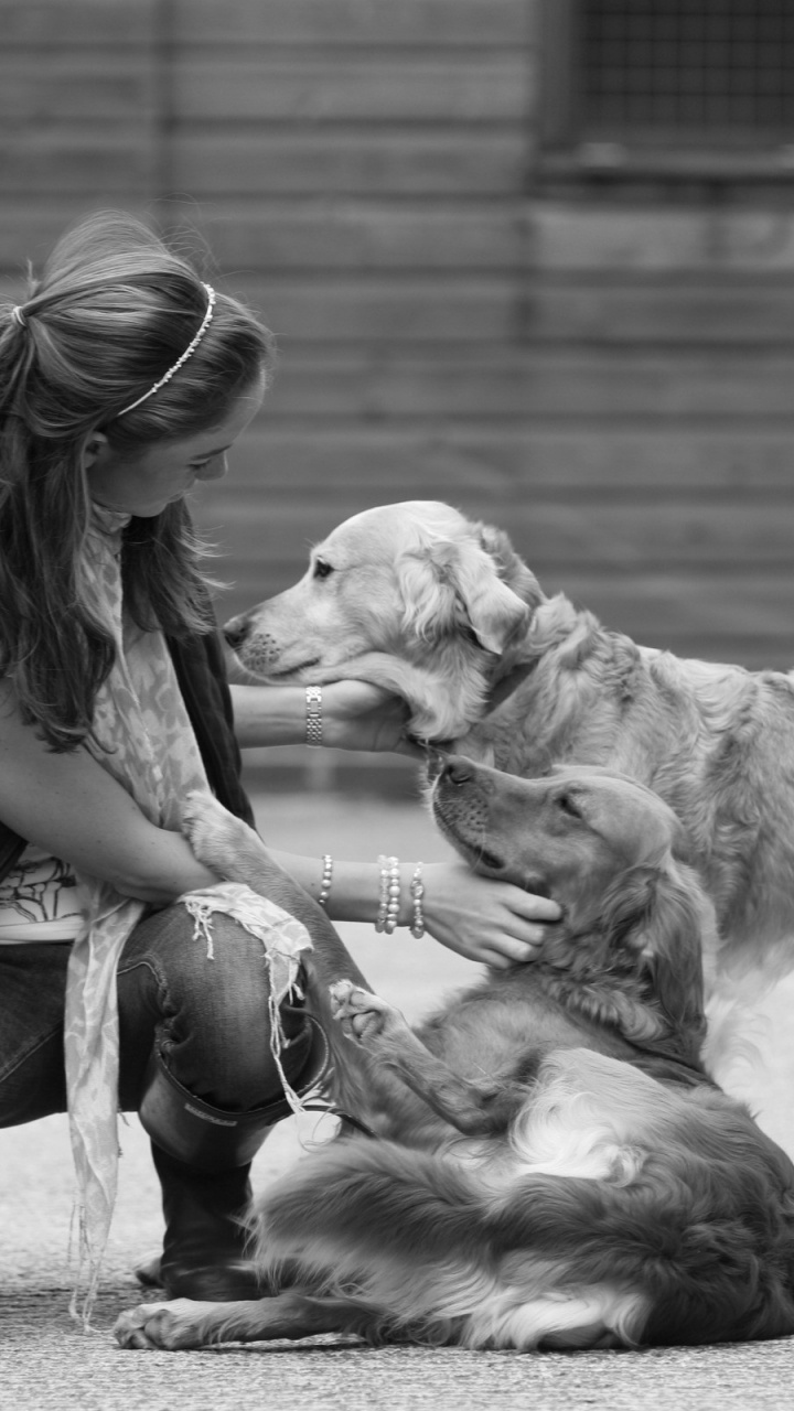 Обои черный и белый, собака породы, позвоночное, Веймарская легавая, позвоночное животное в разрешении 720x1280