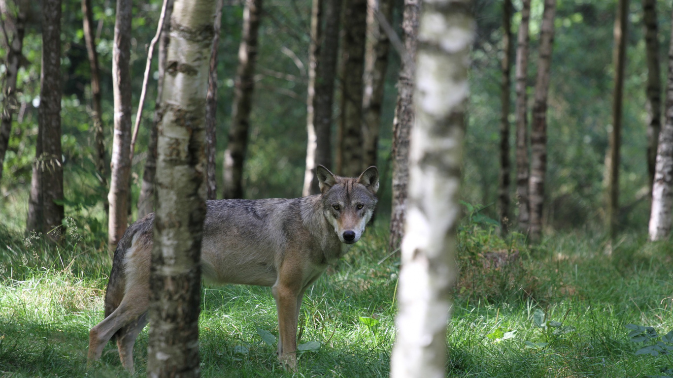 Обои пес, живая природа, дерево, лесистая местность, волк в разрешении 1366x768